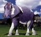 Purple Cow