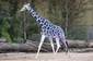 elusive blue giraffe