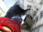 Supercat spying suspect