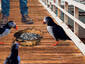 Feeding the Puffins