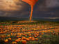 Pumpkin Tornado