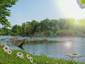 Daisys by the Lake