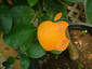 orange apple