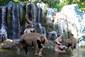 Elephant play in the Dam