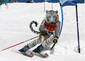 Siberian Tiger Skiing