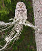 Ural Owl