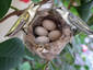 Hummingbird family