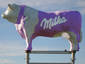 milka cow ud