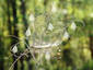 Ghost Flowers