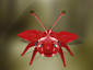 Red bug