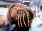 Facehugger (Revisited)