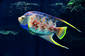 Exotic Tile Fish