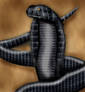 Black Cobra