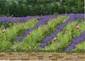 Lavendar Fields