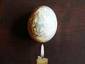 Pterosaur egg