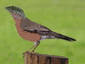 Robin On  Stump