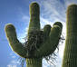 Nest in Saguaro