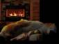 Polar Bear Nap (GIF)