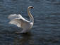 King of the Lake