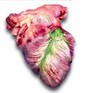 Vegetable Heart