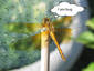 Pondering Dragonfly