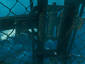 shark cage