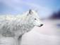 Arctic Wolf