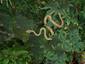 Tree Snake