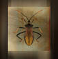 Golden beetle framed