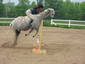  Liama Jumping