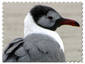 Masked Gull Stamp/Upd