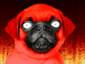 The devils pug - gif