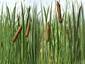 Typha latifolia