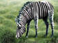 It's a Bloody Zebra!!