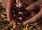 Pomegranate eating