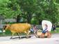 Cow in the parade