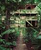 Jungle-House boardwalk