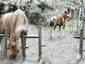 First Snowfall