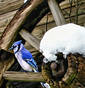 Winter Blue jay