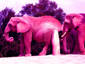 Pink elephants