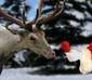 Rudolph