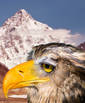 Eagle Owl