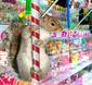 candy shop