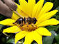 bee snack on a toothpick