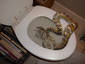 Toilet Snake Surprise!