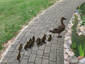 Duck Pathway