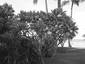 Plumeria (Monochromadic)