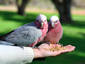 A Galah and his Gal