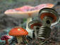 Toadstools