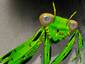 Praying Mantis